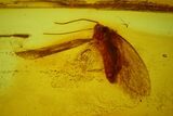 Fossil Adult (Imago) Moth (Lepidoptera) in Baltic Amber #173645-2
